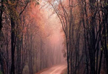 东契奇上月场均轰30.1分8.4板8.6助 命中64记三分创湖人单月纪录.